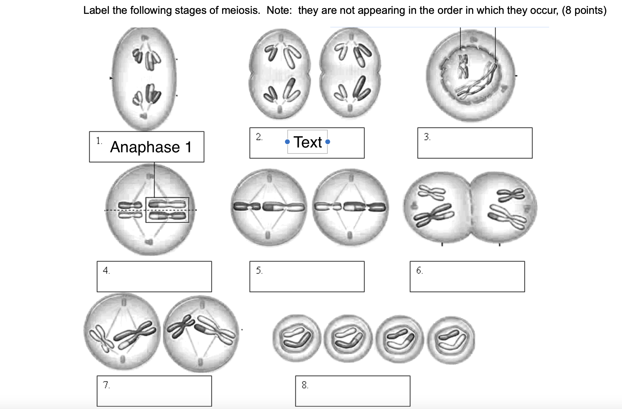 solved-label-the-following-stages-of-meiosis-note-they-are-not