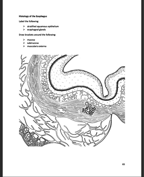 SOLVED: Histology of the Esophagus Label the following: - Stratified ...