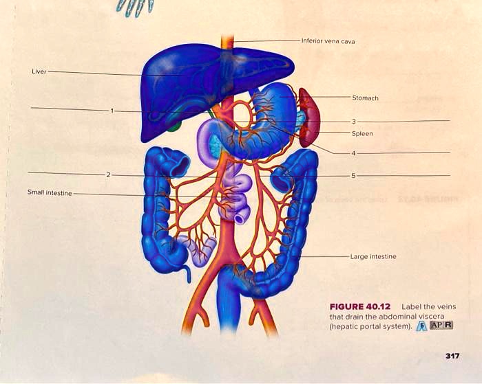 SOLVED: Inferior vena cava Stomach Spleen Small intestine Large ...