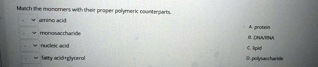 Match the monomers with their proper polymeric counterparts.
amino acid
monosaccharide
nucleic acid
fatty acid+glycerol
A. protein
B. DNA/RNA
C. lipid
D. polysaccharide