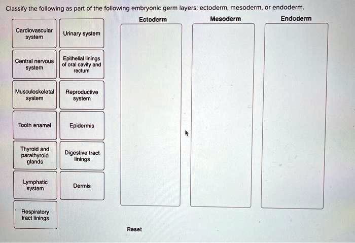 Classify The Following As Part Of The Following Embryonic Germ Layers Classify The Following As Part Of The Following Embryonic Germ Layers