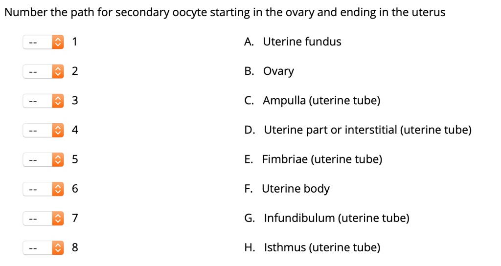 Number the path for secondary oocyte starting in the ovary and ending in the uterus
1 A. Uterine fundus
2 B. Ovary
3 C. Ampulla (uterine tube)
4 D. Uterine part or interstitial (uterine tube)
5 E. Fimbriae (uterine tube)
6 F. Uterine body
7 G. Infundibulum (uterine tube)
8 H. Isthmus (uterine tube)
