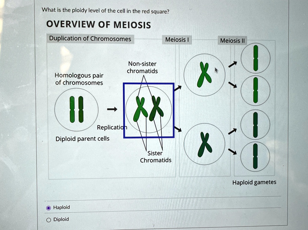 what is the ploidy level of the cell in the red square overview of meiosis duplication of chromosomes meiosis i meiosis ii non sister chromatids homologous pair of chromosomes x 1 11 xx repl 39647