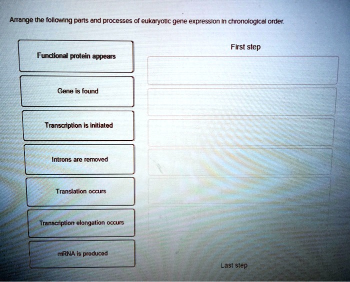 arrange the following parts and processes of eukaryotic gene expression ...