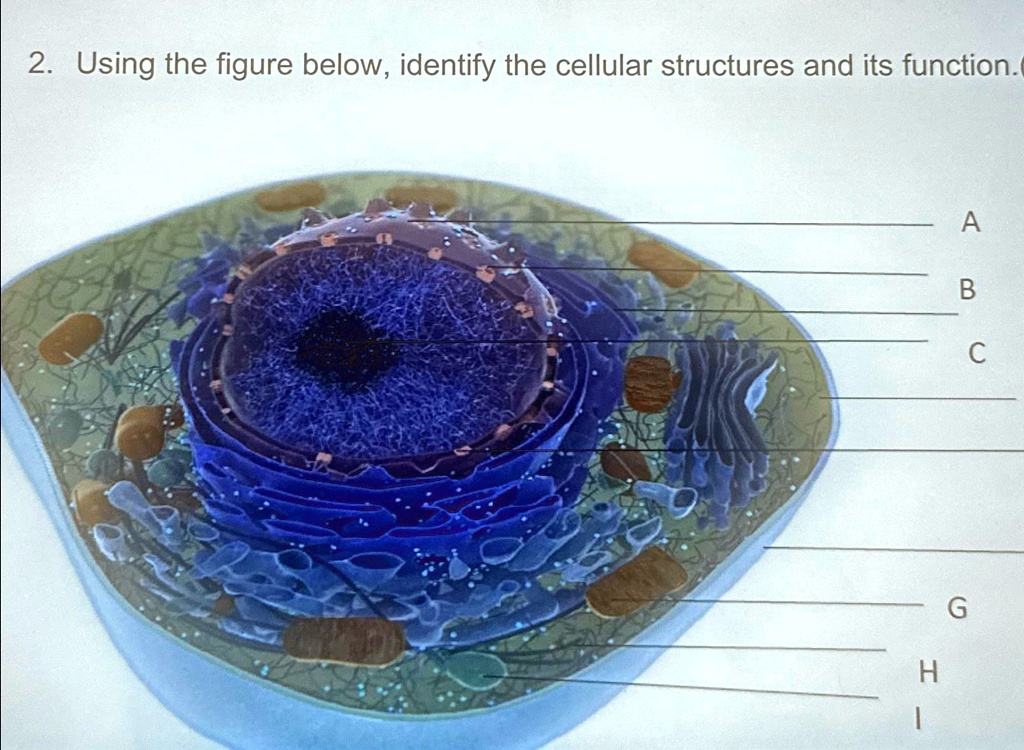 2. Using the figure below, identify the cellular structures and its ...