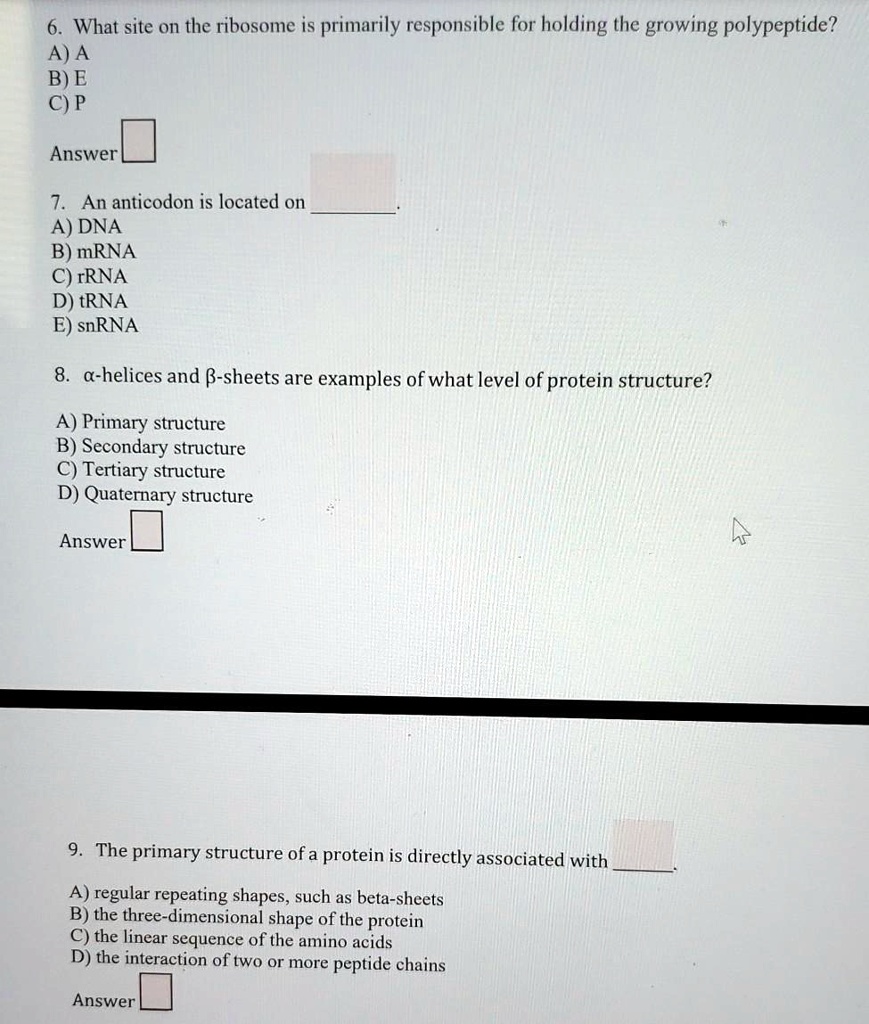 6. What site on the ribosome is primarily responsible for holding the growing polypeptide?
A) A
B) E
C) P

Answer

7. An anticodon is located on .
A) DNA
B) mRNA
C) rRNA
D) tRNA
E) snRNA

8. ?-helices and ?-sheets are examples of what level of protein structure?

A) Primary structure
B) Secondary structure
C) Tertiary structure
D) Quaternary structure

Answer

9. The primary structure of a protein is directly associated with .

A) regular repeating shapes, such as beta-sheets
B) the three-dimensional shape of the protein
C) the linear sequence of the amino acids
D) the interaction of two or more peptide chains

Answer