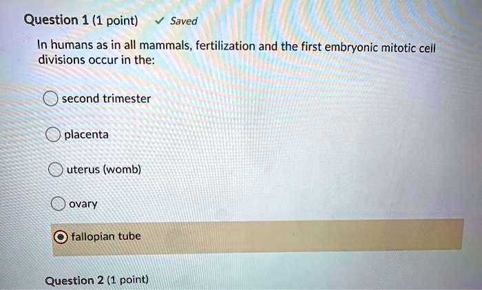 In humans as in all mammals, fertilization and the first embryonic mitotic cell divisions occur in the:
second trimester
placenta
uterus (womb)
ovary
fallopian tube