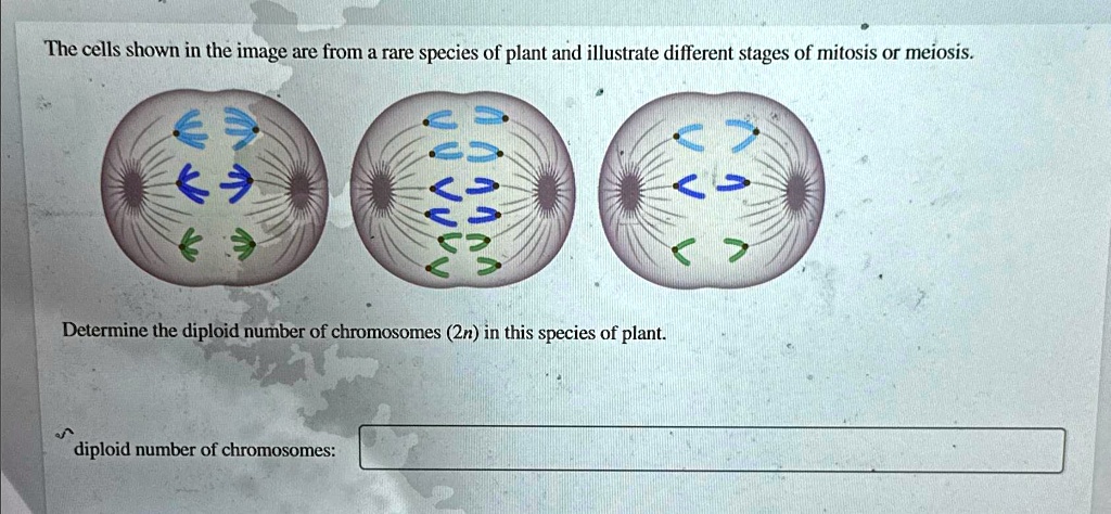 SOLVED: The cells shown in the image are from a rare species of plant ...