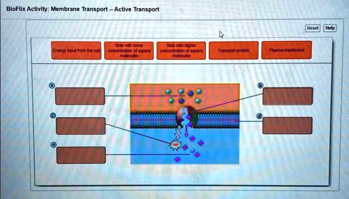 SOLVED: Text: BioFlix Activity - Membrane Transport - Active Transport ...