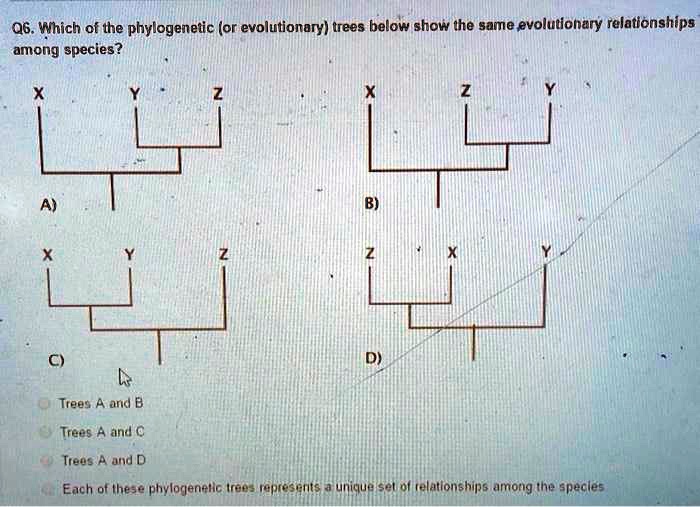 Solved 06 Which Of The Phylogenetic Or Evolutionary Trees Below