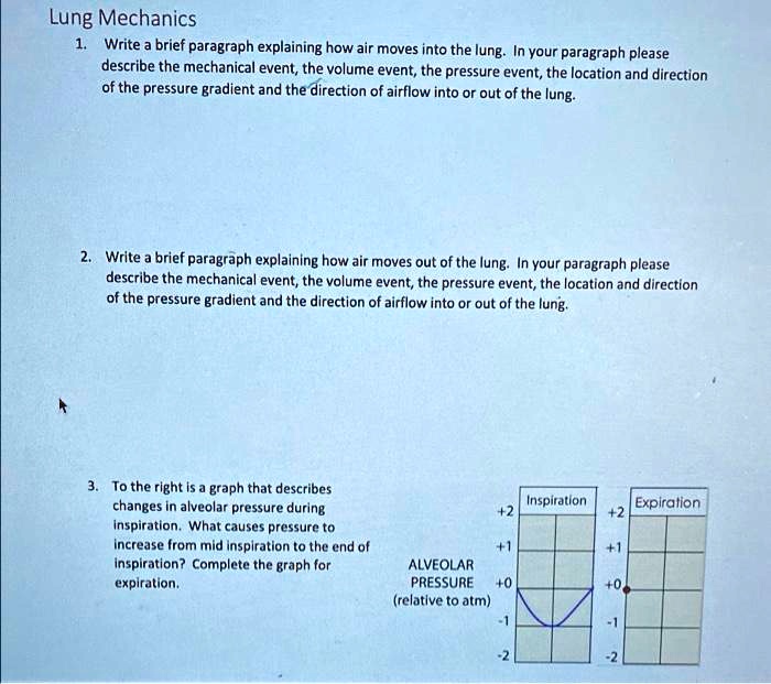 Solved lung mechanics write a brief paragraph explaining how air moves