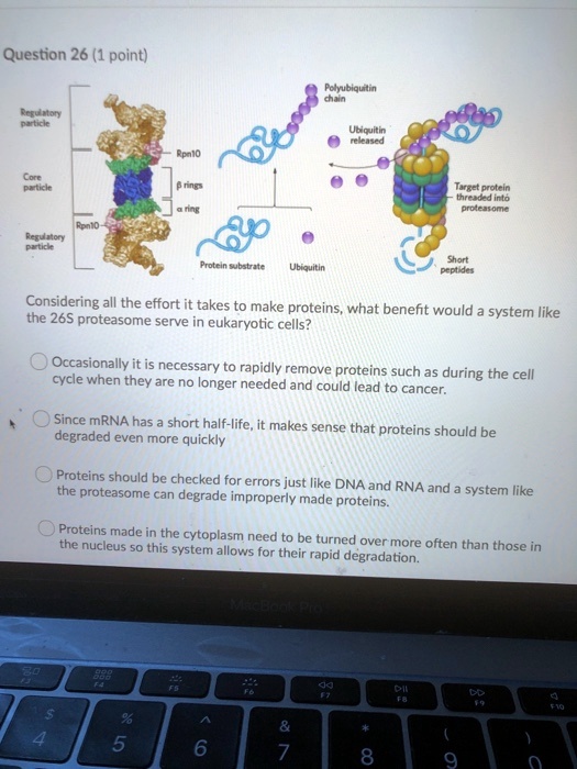 Regulatory particle
Core particle
Regulatory particle
Rpn10
? rings
? ring
Polyubiquitin chain
Ubiquitin released
Target protein threaded into proteasome
Short peptides
Protein substrate
Ubiquitin
Considering all the effort it takes to make proteins, what benefit would a system like the 26S proteasome serve in eukaryotic cells?
Occasionally it is necessary to rapidly remove proteins such as during the cell cycle when they are no longer needed and could lead to cancer.
Since mRNA has a short half-life, it makes sense that proteins should be degraded even more quickly
Proteins should be checked for errors just like DNA and RNA and a system like the proteasome can degrade improperly made proteins.
Proteins made in the cytoplasm need to be turned over more often than those in the nucleus so this system allows for their rapid degradation.