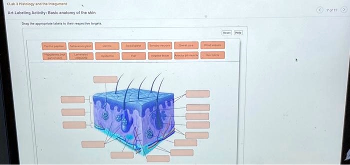 SOLVED: Text: Art-Labeling Activity Basic anatomy of the skin 7