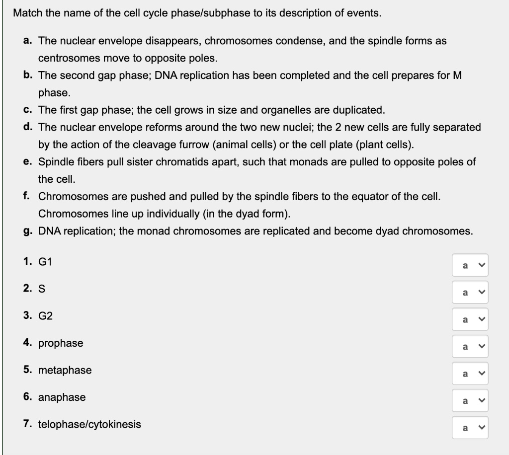 SOLVED Match the name of the cell cycle phaselsubphase to its