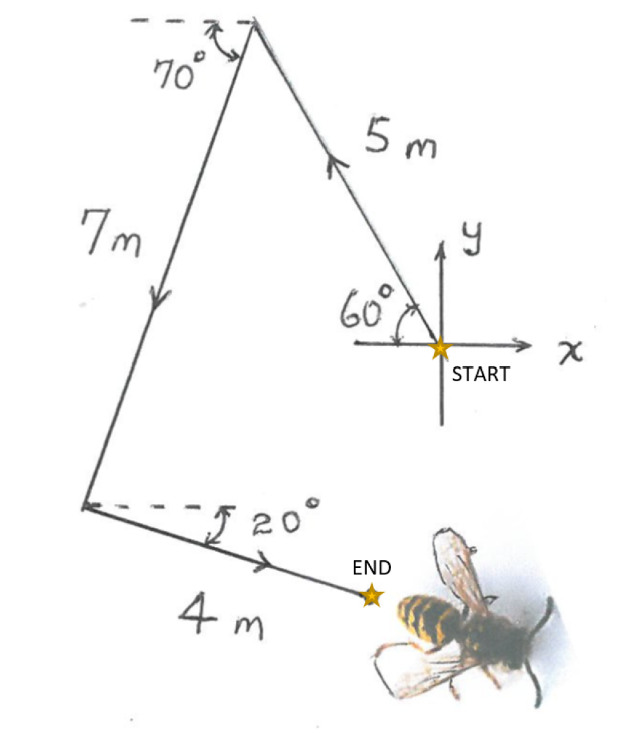 a bee flies the pattern as shown in the accompanying figure in search ...