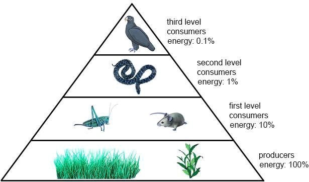 SOLVED:'Which of the following correctly describes the energy relationship  between first level consumers and third level consumers in this ecosystem?  A.) Third level consumers have 100 times as much energy available as