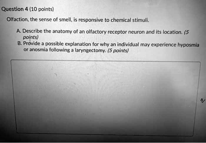 Question 4 (10 points)

Olfaction, the sense of smell, is responsive to chemical stimuli.
A. Describe the anatomy of an olfactory receptor neuron and its location. (5
points)
B. Provide a possible explanation for why an individual may experience hyposmia
or anosmia following a laryngectomy. (5 points)