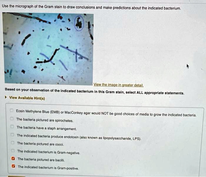 SOLVED: Use Ihe Micrograph Of The Gram Stain To Draw Conclusions And ...