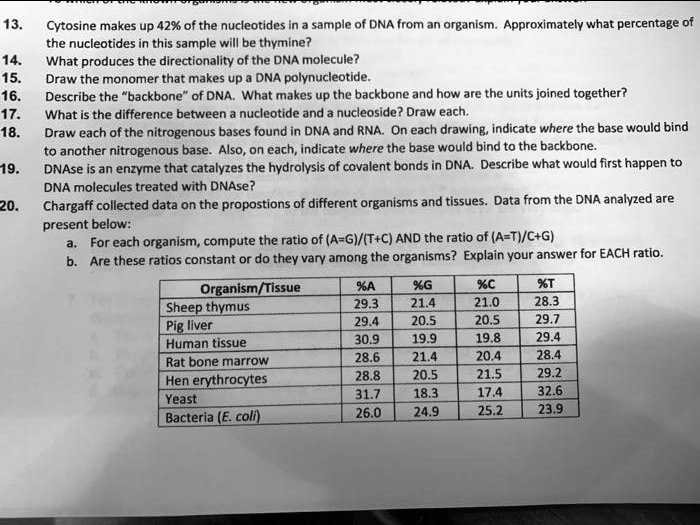 13. Cytosine makes up 42% of the nucleotides in a sample of DNA from an organism. Approximately what percentage of the nucleotides in this sample will be thymine?
14. What produces the directionality of the DNA molecule?
15. Draw the monomer that makes up a DNA polynucleotide.
16. Describe the "backbone" of DNA. What makes up the backbone and how are the units joined together?
17. What is the difference between a nucleotide and a nucleoside? Draw each.
18. Draw each of the nitrogenous bases found in DNA and RNA. On each drawing, indicate where the base would bind to another nitrogenous base. Also, on each, indicate where the base would bind to the backbone.
19. DNase is an enzyme that catalyzes the hydrolysis of covalent bonds in DNA. Describe what would first happen to DNA molecules treated with DNase?
20. Chargaff collected data on the propostions of different organisms and tissues. Data from the DNA analyzed are present below:
a. For each organism, compute the ratio of (A+G)/(T+C) AND the ratio of (A+T)/(C+G)
b. Are these ratios constant or do they vary among the organisms? Explain your answer for EACH ratio.

Organism/Tissue %A %G %C %T
Sheep thymus 29.3 21.4 21.0 28.3
Pig liver 29.4 20.5 20.5 29.7
Human tissue 30.9 19.9 19.8 29.4
Rat bone marrow 28.6 21.4 20.4 28.4
Hen erythrocytes 28.8 20.5 21.5 29.2
Yeast 31.7 18.3 17.4 32.6
Bacteria (E. coli) 26.0 24.9 25.2 23.9