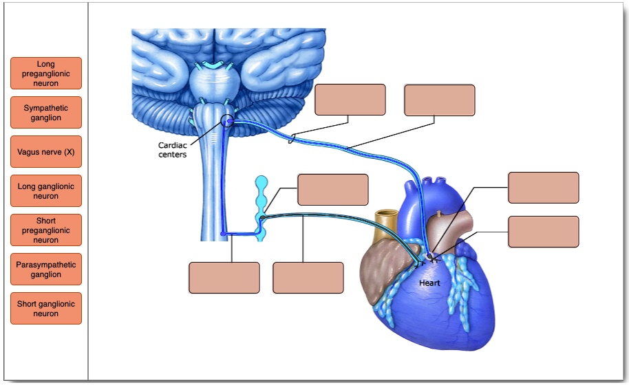 SOLVED Autonomic Nervous System (ANS) Drag the labels to the