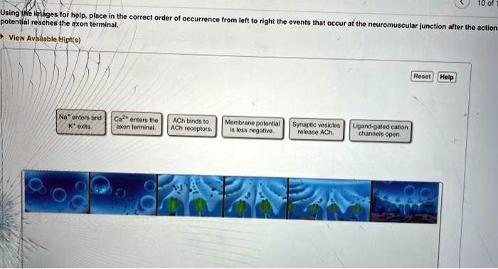SOLVED: 10% of potential reaches the axon terminal. Using the images