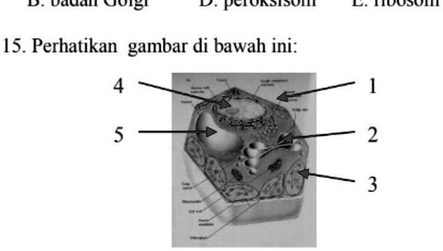 SOLVED: pada diagram sel di atas organel manakah yang terlibat dalam ...