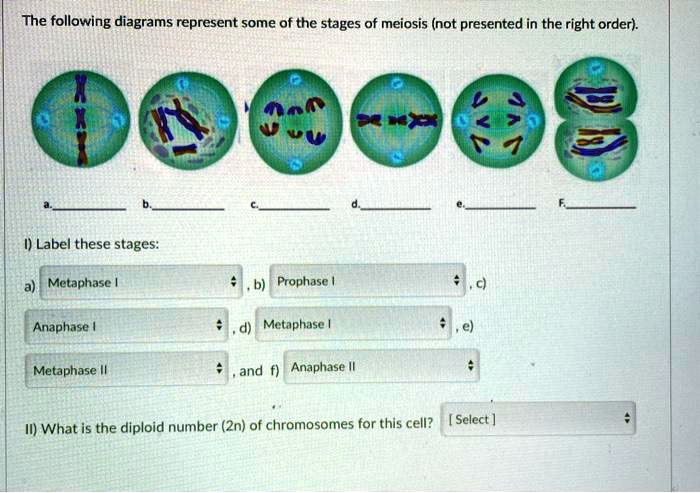 SOLVED:The following diagrams represent some of the stages of meiosis ...