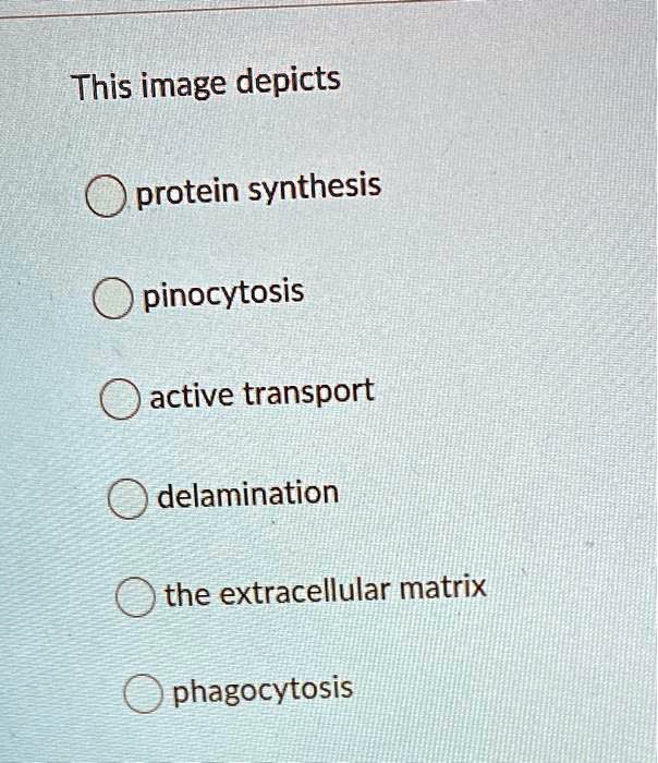 SOLVED: This image depicts protein synthesis pinocytosis active ...