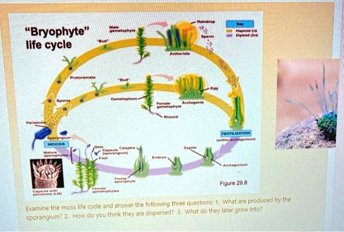 SOLVED: Bryophyte" life cycle Figure 29 8 Nal are produced by the ...