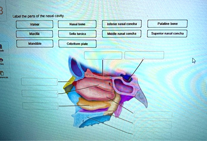 SOLVED: Label the parts of the nasal cavity: - Vomer - Nasal bone ...
