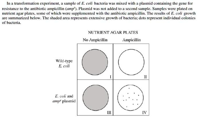 In a transformation experiment, a sample of E. coli bacteria was mixed with a plasmid containing the gene for resistance to the antibiotic ampicillin (amp?). Plasmid was not added to a second sample. Samples were plated on nutrient agar plates, some of which were supplemented with the antibiotic ampicillin. The results of E. coli growth are summarized below. The shaded area represents extensive growth of bacteria; dots represent individual colonies of bacteria.

NUTRIENT AGAR PLATES
No Ampicillin
Ampicillin
Wild-type E. coli
I
II
E. coli and amp? plasmid
III
IV