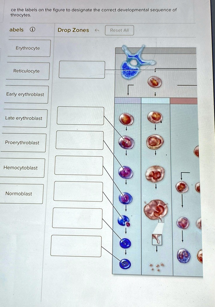 SOLVED: Place the labels on the figure to designate the correct ...