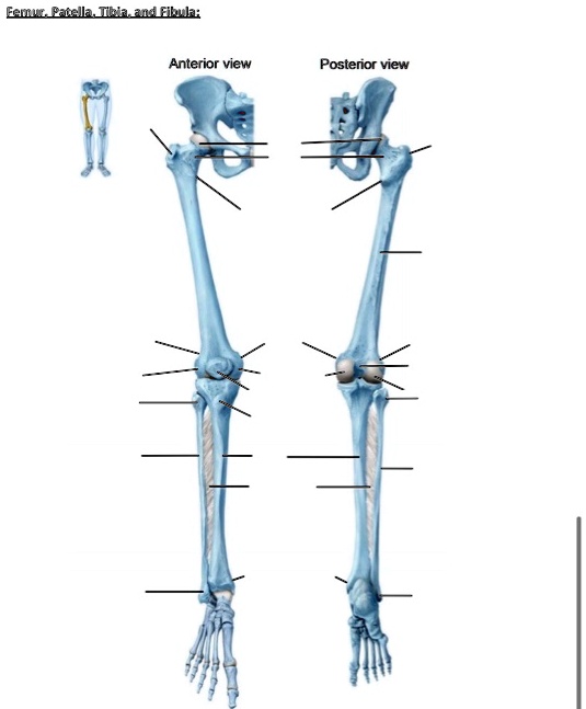 SOLVED: need help with labeling thank you Femur.Patella.Tibla.and ...