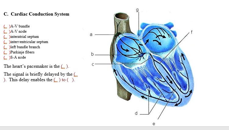 cardiac conduction system ja v bundle c a t node jinteratrial septum jinterventricular septum lef bundle branch purkinje fiber l s a node the heart pacemaker is the c the signal is briefly d 44875