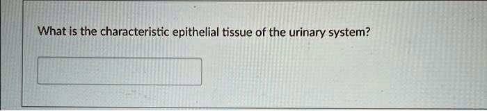 What is the characteristic epithelial tissue of the urinary system?
