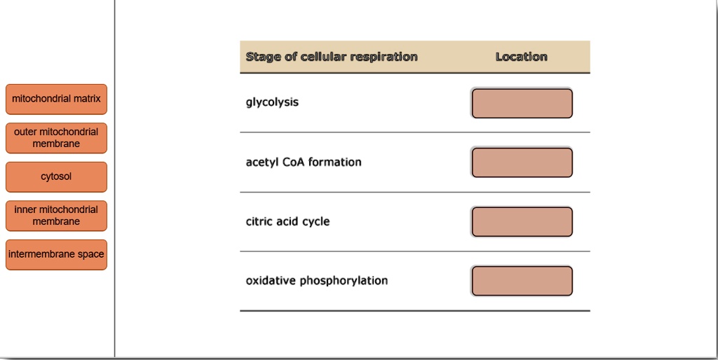 solved-each-of-the-four-stages-of-cellular-respiration-occurs-in-a