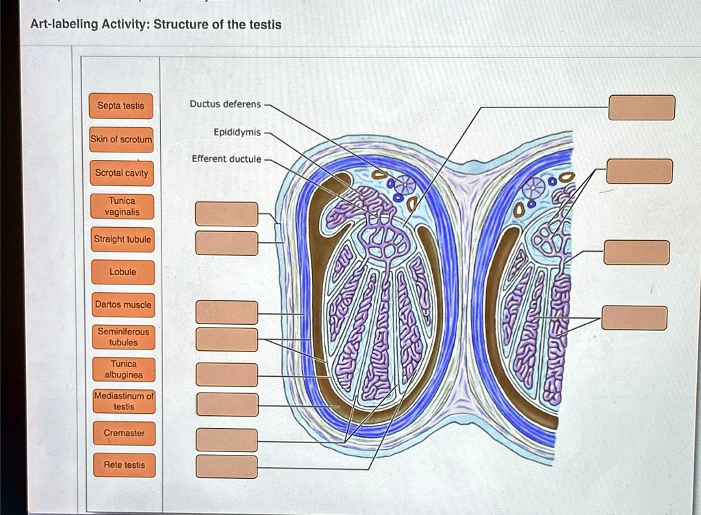 SOLVED: Art-labeling Activity: Structure of the testis Art-labeling ...