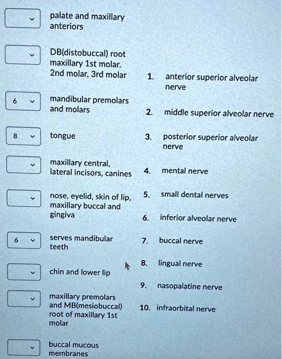 Palate and maxillary anteriors DB (distobuccal) root of maxillary first ...