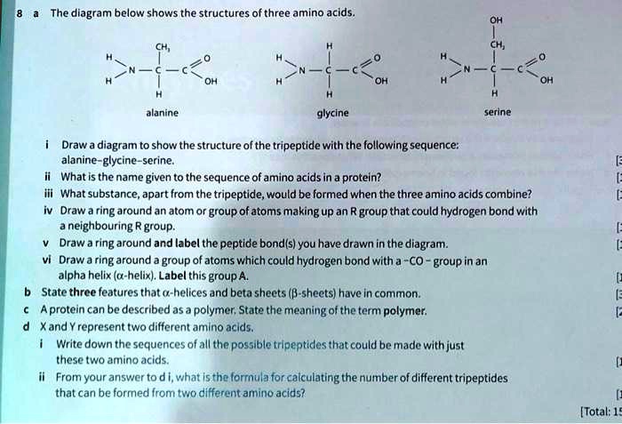 the diagram below shows the structures ofthree amino acids alanine ...