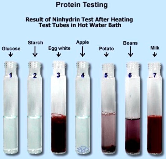 SOLVED Protein Testing Result of Ninhydrin Test After Heating Test