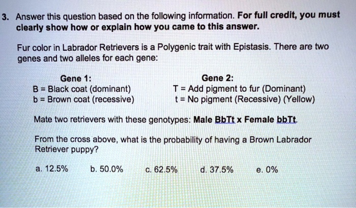 what epistasis labradors