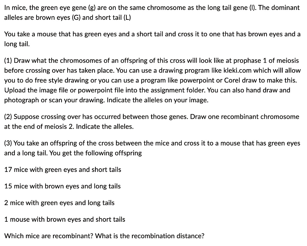In mice, the green eye gene (g) are on the same chromosome as the long tail gene (I). The dominant
alleles are brown eyes (G) and short tail (L)
You take a mouse that has green eyes and a short tail and cross it to one that has brown eyes and a
long tail.
(1) Draw what the chromosomes of an offspring of this cross will look like at prophase 1 of meiosis
before crossing over has taken place. You can use a drawing program like kleki.com which will allow
you to do free style drawing or you can use a program like powerpoint or Corel draw to make this.
Upload the image file or powerpoint file into the assignment folder. You can also hand draw and
photograph or scan your drawing. Indicate the alleles on your image.
(2) Suppose crossing over has occurred between those genes. Draw one recombinant chromosome
at the end of meiosis 2. Indicate the alleles.
(3) You take an offspring of the cross between the mice and cross it to a mouse that has green eyes
and a long tail. You get the following offspring
17 mice with green eyes and short tails
15 mice with brown eyes and long tails
2 mice with green eyes and long tails
1 mouse with brown eyes and short tails
Which mice are recombinant? What is the recombination distance?