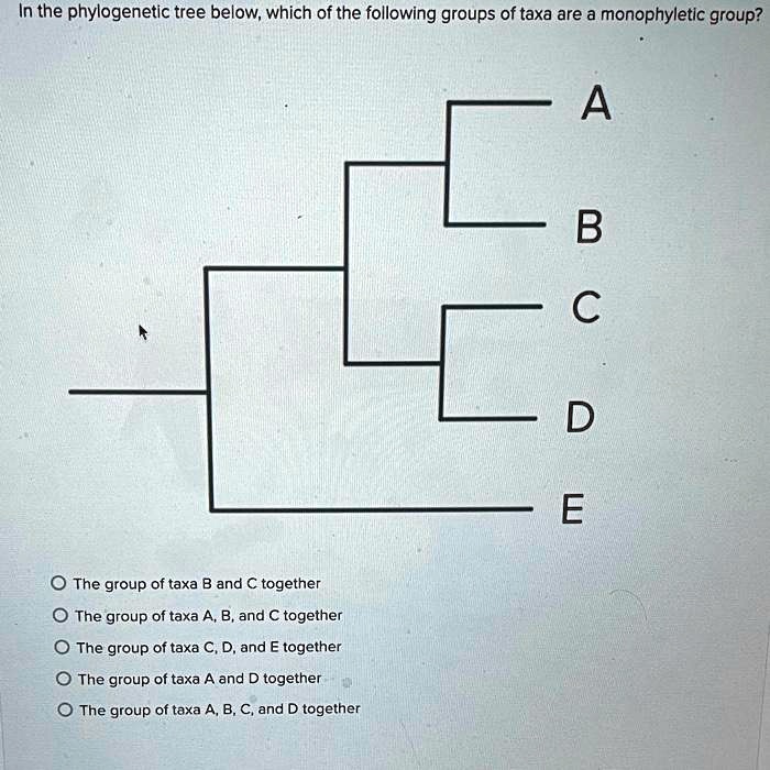 In the phylogenetic tree below, which of the following groups of taxa are a monophyletic group?
The group of taxa B and C together
The group of taxa A, B, and C together
The group of taxa C, D, and E together
The group of taxa A and D together
The group of taxa A, B, C, and D together
A
B
C
D
E
