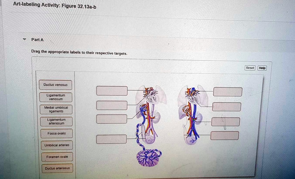 Art-labeling Activity: Figure 32.13a-b Part A Drag The Appropriate ...