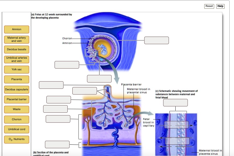 Amnion Maternal artery and vein Decidua basalis Umbilical arteries and ...