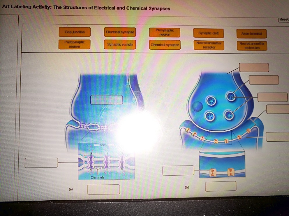 please help art labeling activity the structures of electrical and ...