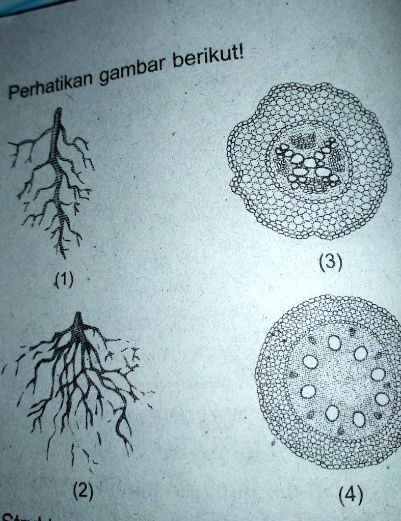 SOLVED: Struktur morfologi dan anatomi akar tumbuhanDicotyledoneae ...