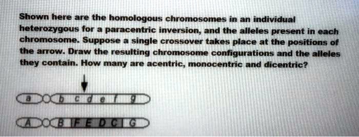Shown here are the homologous chromosomes in an individual...
