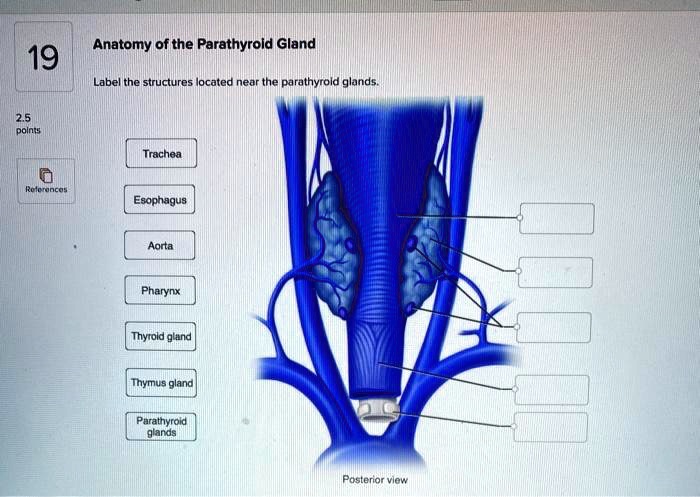 Parathyroid Label 19 2.5 points Anatomy of the Parathyroid Gland Label the...
