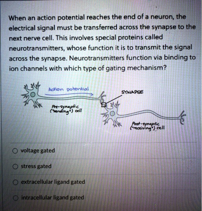 SOLVED: When an action potential reaches the end of a neuron; the ...